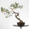 PINUS SYLVESTRIS