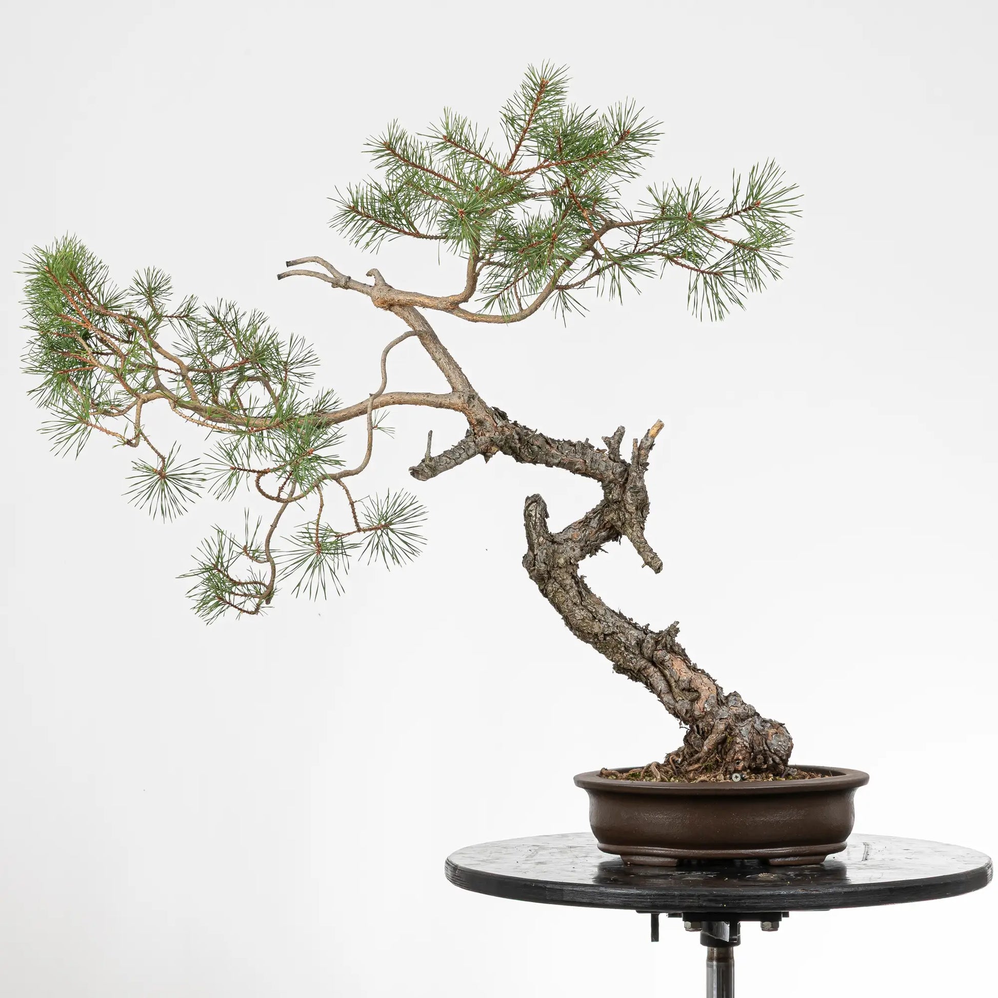Bonsai yamadori de pinus sylvestris en estilo bunjin y tamñao dai