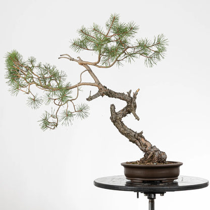 Bonsai yamadori de pinus sylvestris en estilo bunjin y tamñao dai
