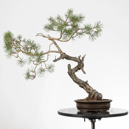 Bonsai yamadori de pinus sylvestris en estilo bunjin y tamñao dai