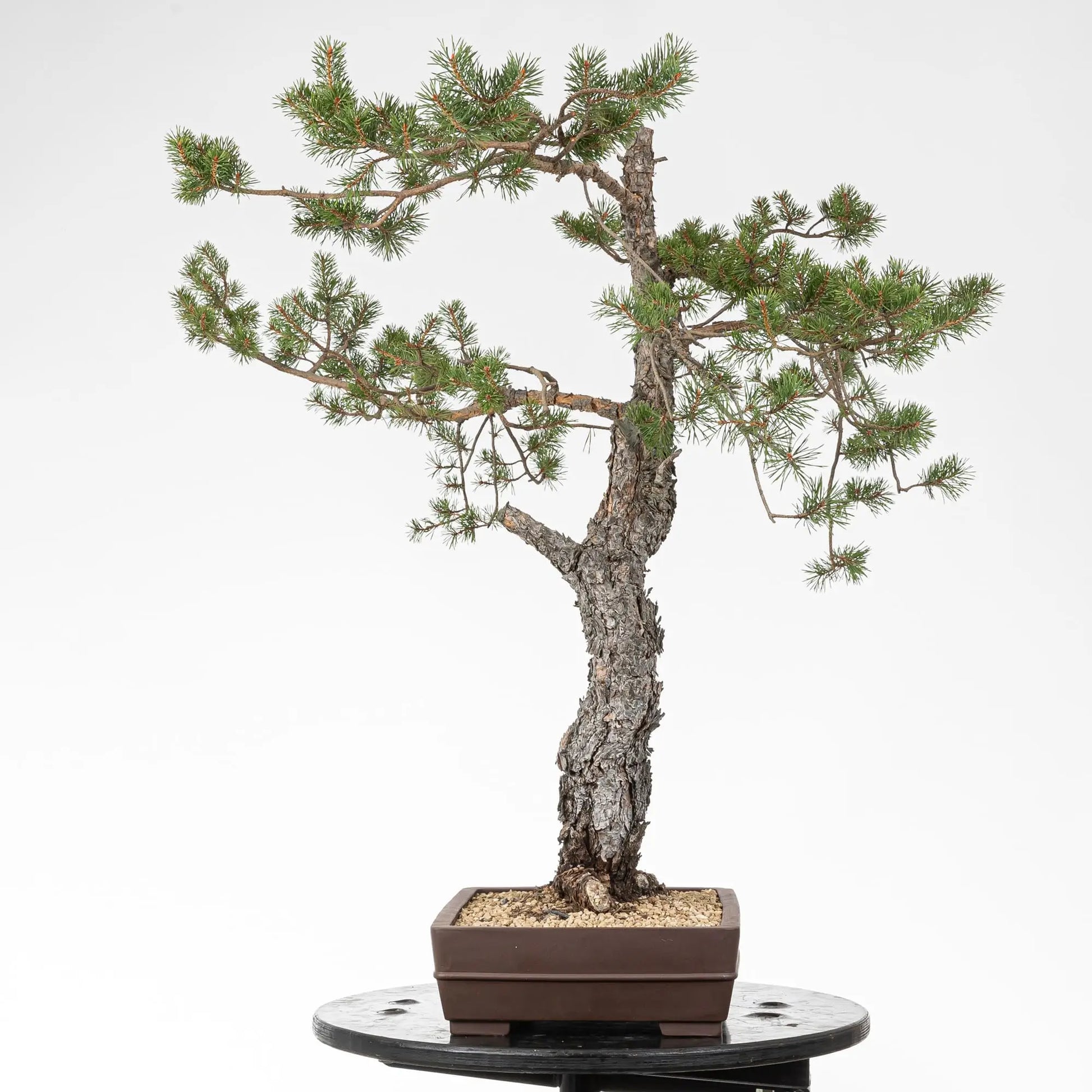 Cara derecha de bonsai de pino silvestre