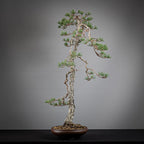 Cara derecha de bonsai yamadori de pinus sylvestris
