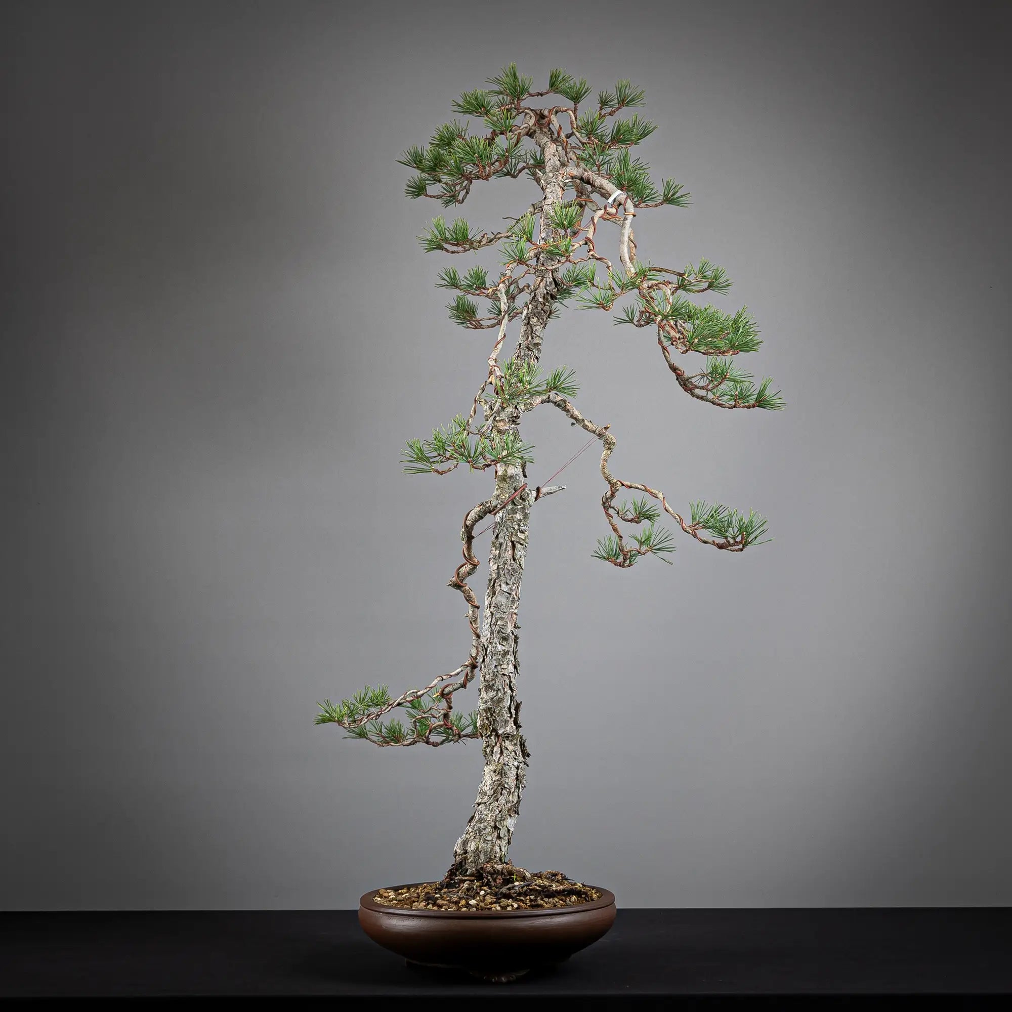 Cara derecha de bonsai yamadori de pinus sylvestris