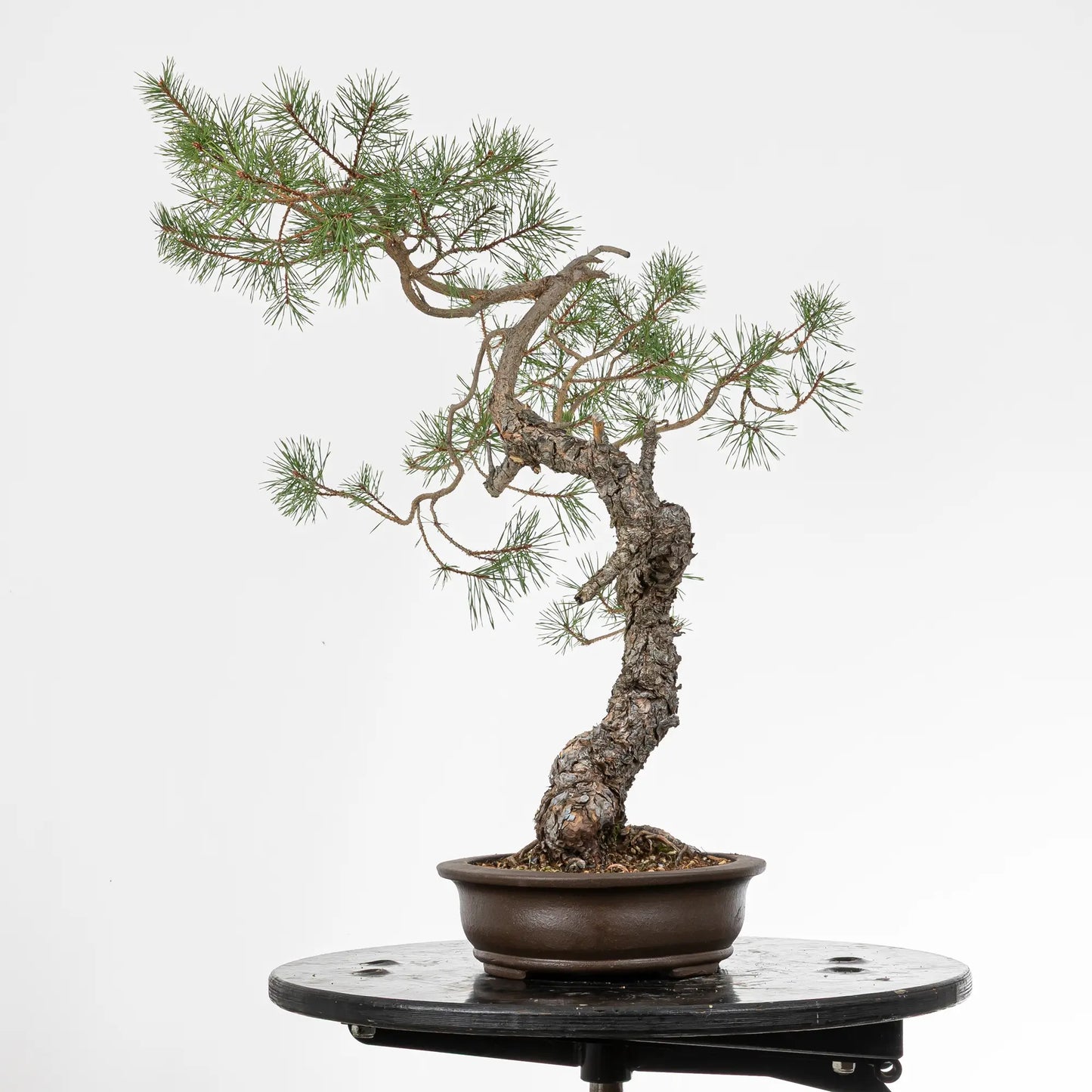 Cara derecha de bonsai yamadori de pino silvestris