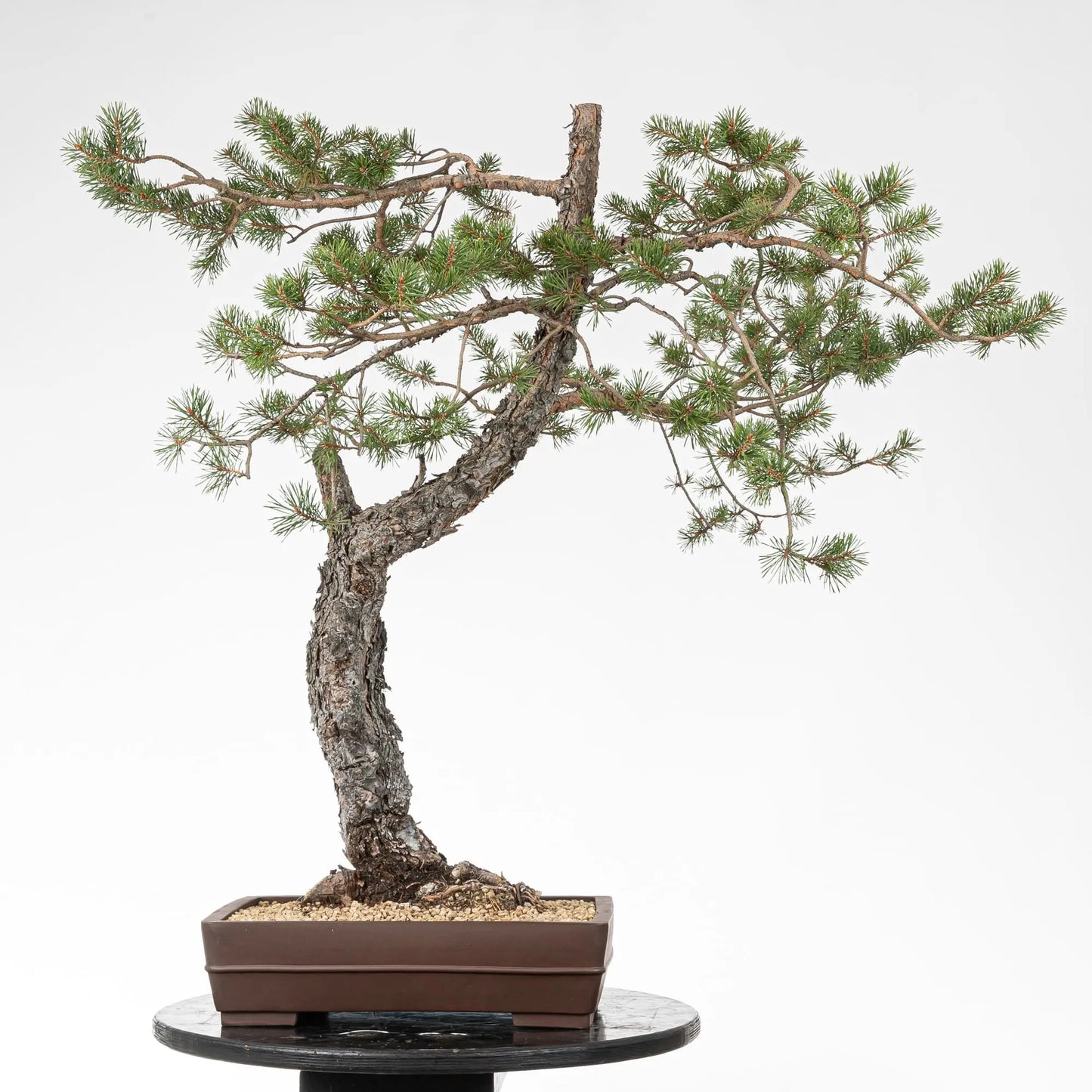 Cara trasera de bonsai de pino silvestre
