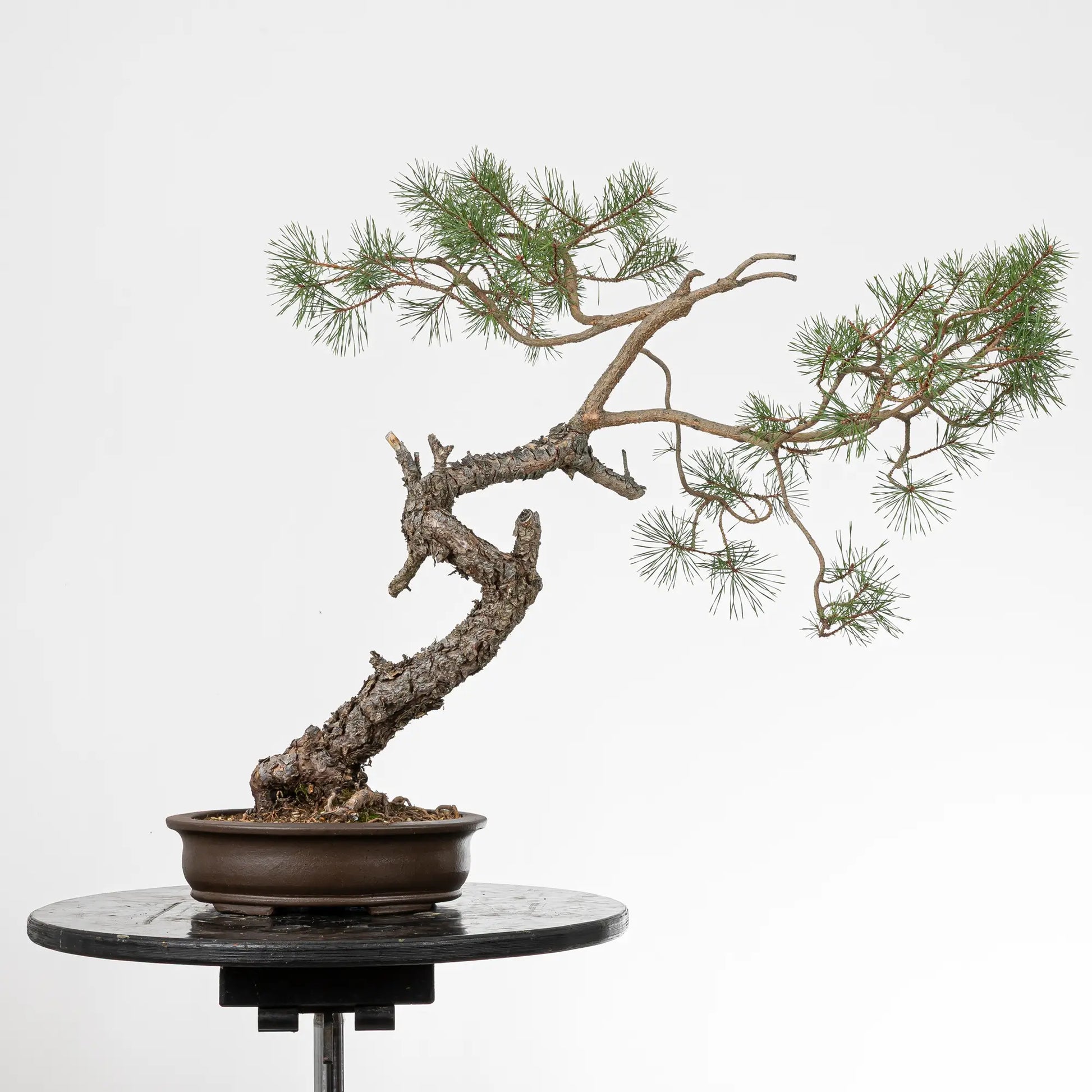 Cara trasera de bonsai yamadori de pino silvestris