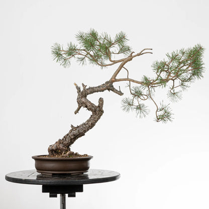 Cara trasera de bonsai yamadori de pino silvestris