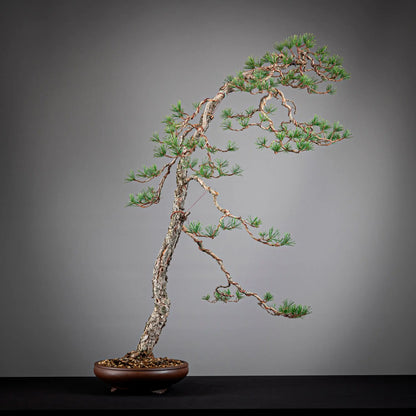 Cara trasera de bonsai yamadori de pinus sylvestris