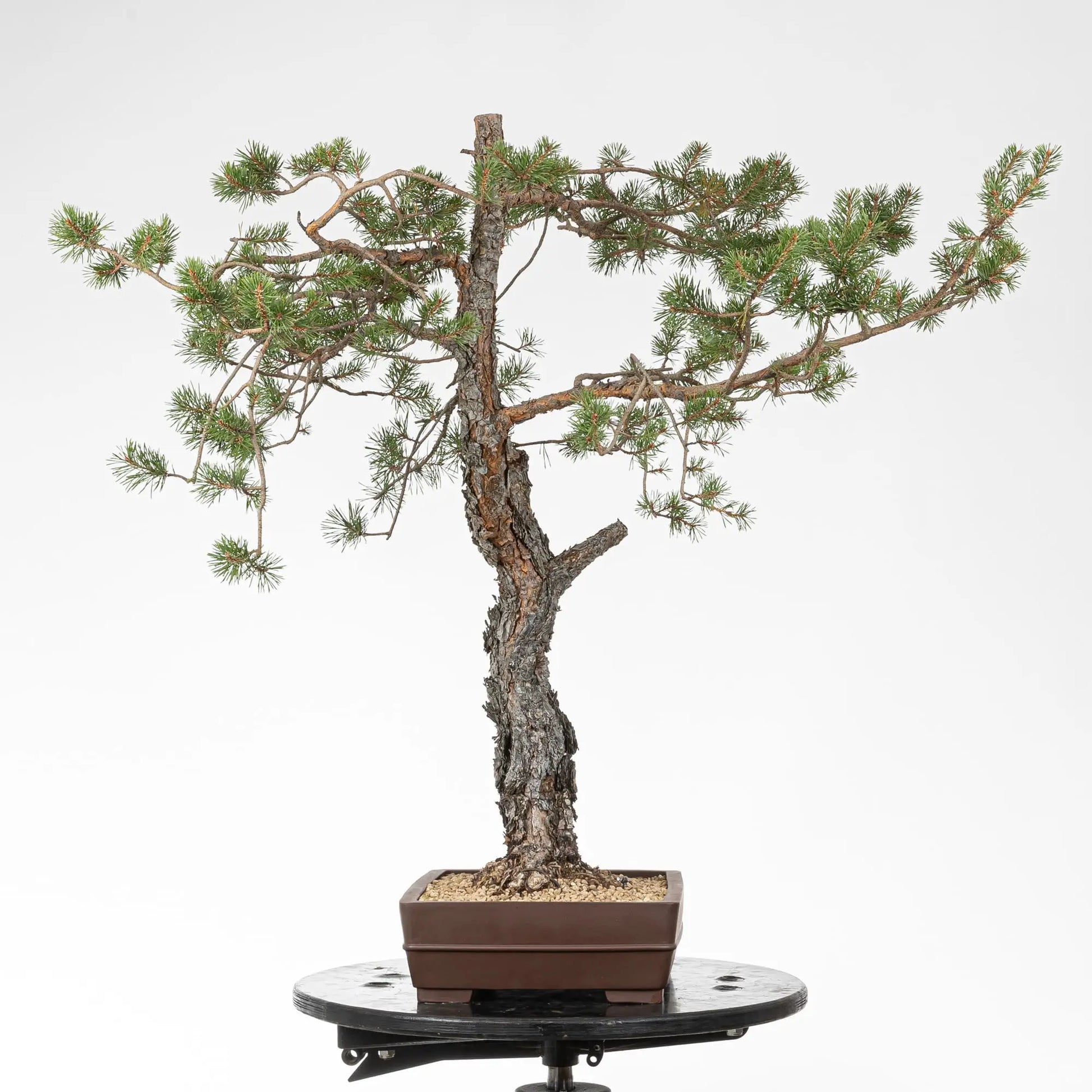 Cara izquierda de bonsai de pino silvestre