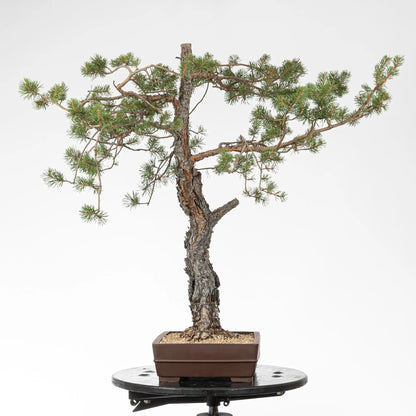 Cara izquierda de bonsai de pino silvestre