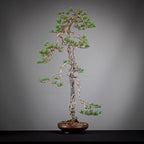 Cara izquierda de bonsai yamadori de pinus sylvestris