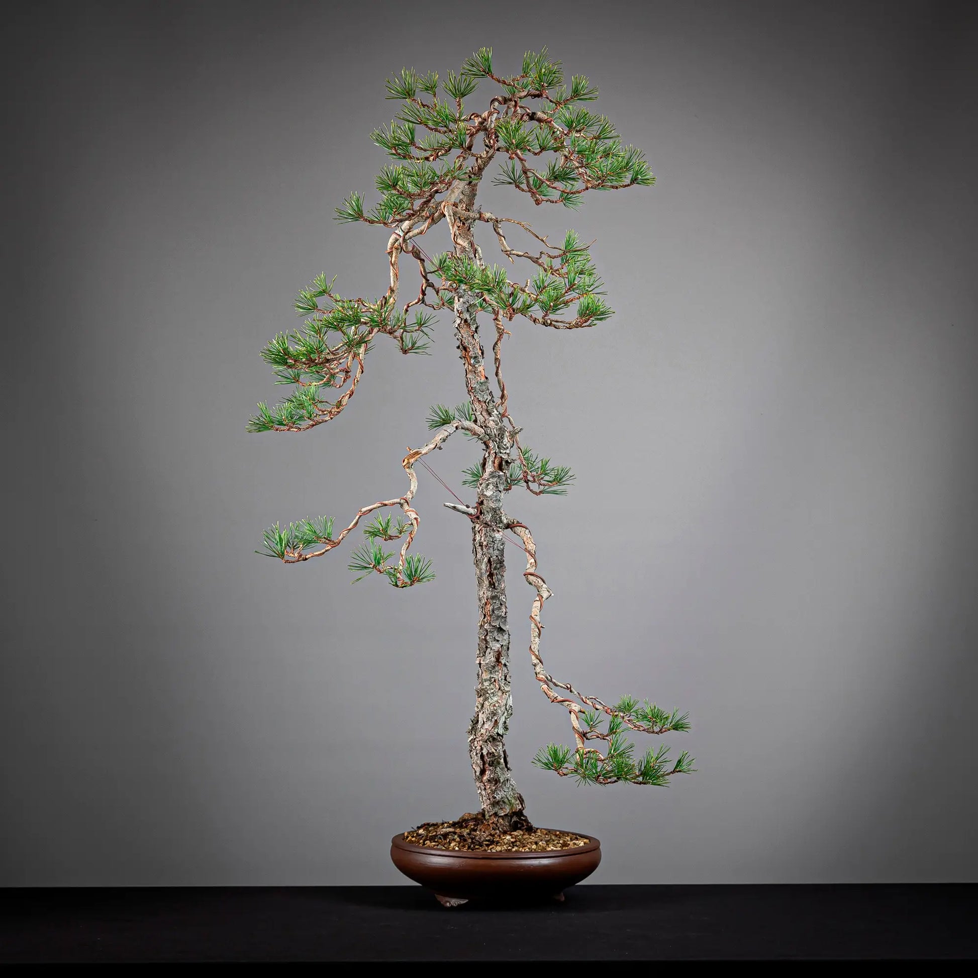 Cara izquierda de bonsai yamadori de pinus sylvestris