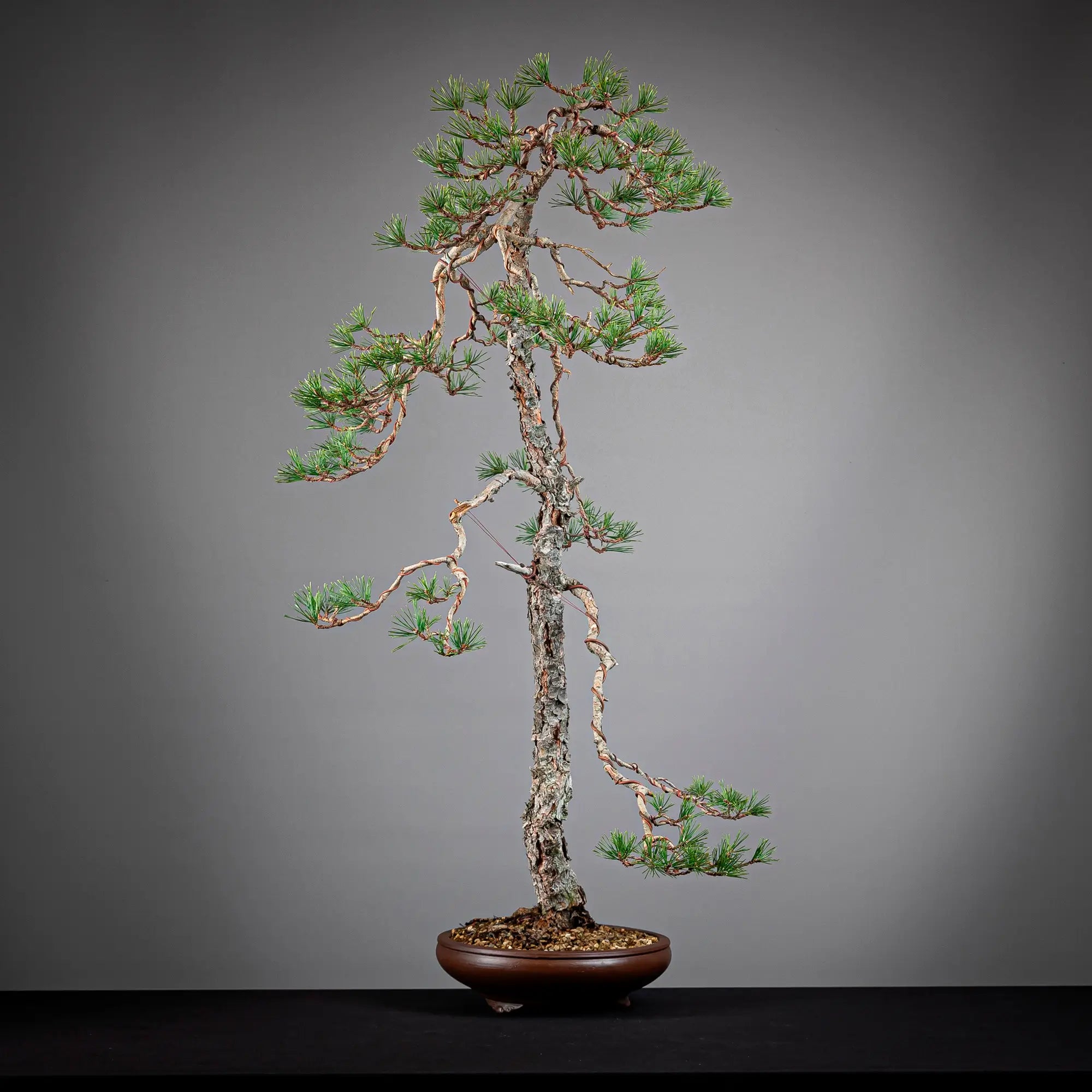 Cara izquierda de bonsai yamadori de pinus sylvestris