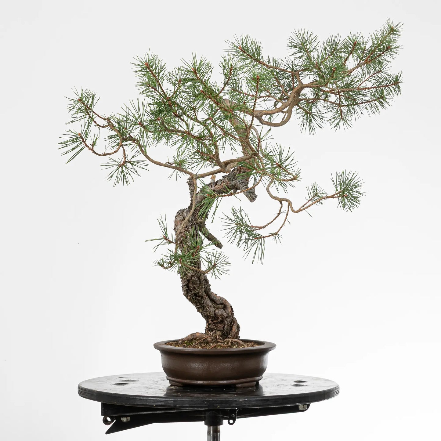 Cara izquierda de bonsai yamadori de pino silvestris