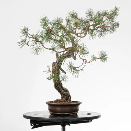 Cara izquierda de bonsai yamadori de pino silvestris