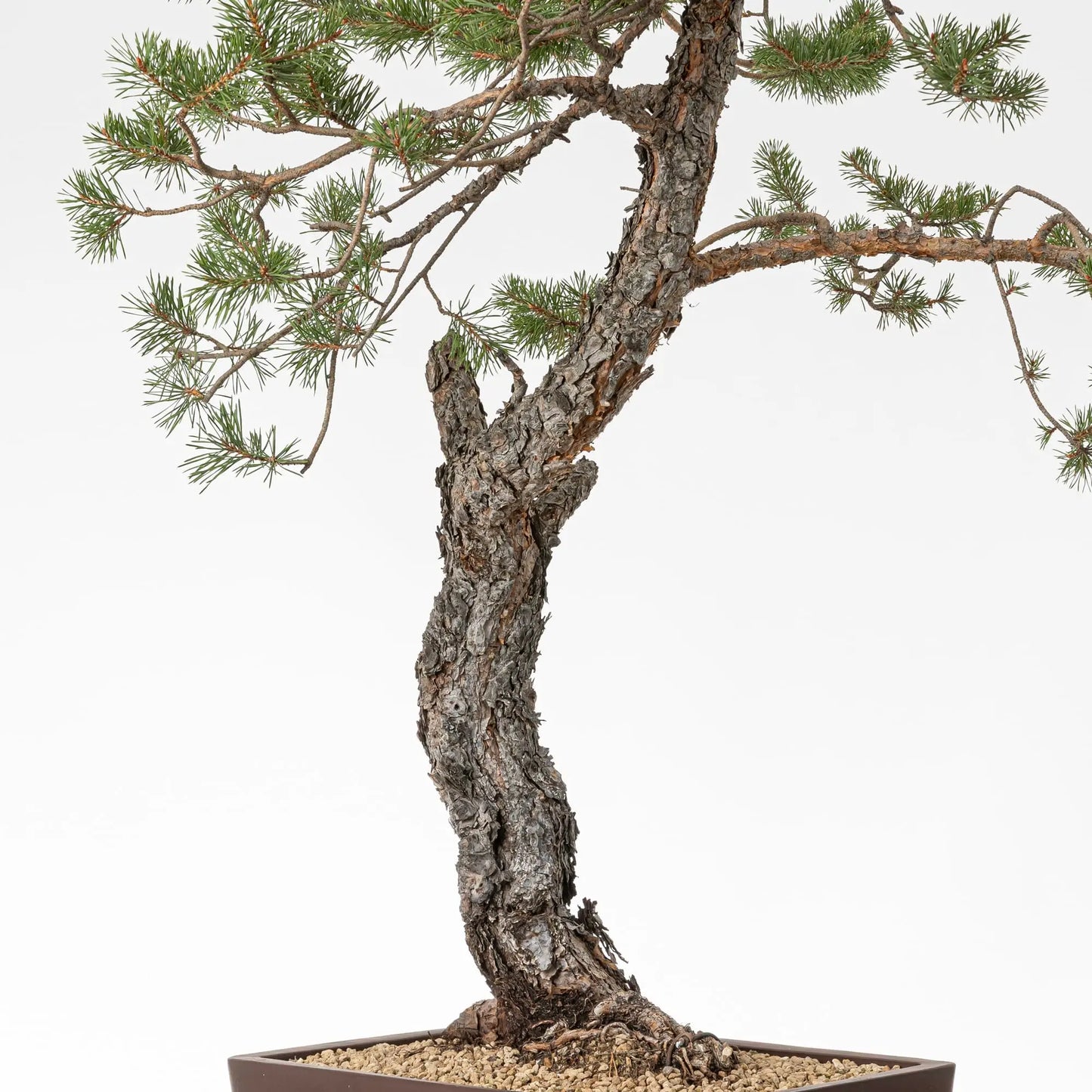 Detalle de tronco y corteza de bonsai de pino silvestre
