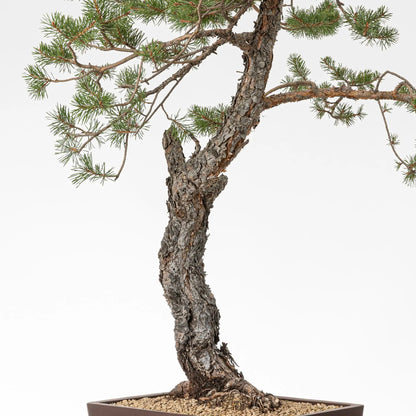Detalle de tronco y corteza de bonsai de pino silvestre