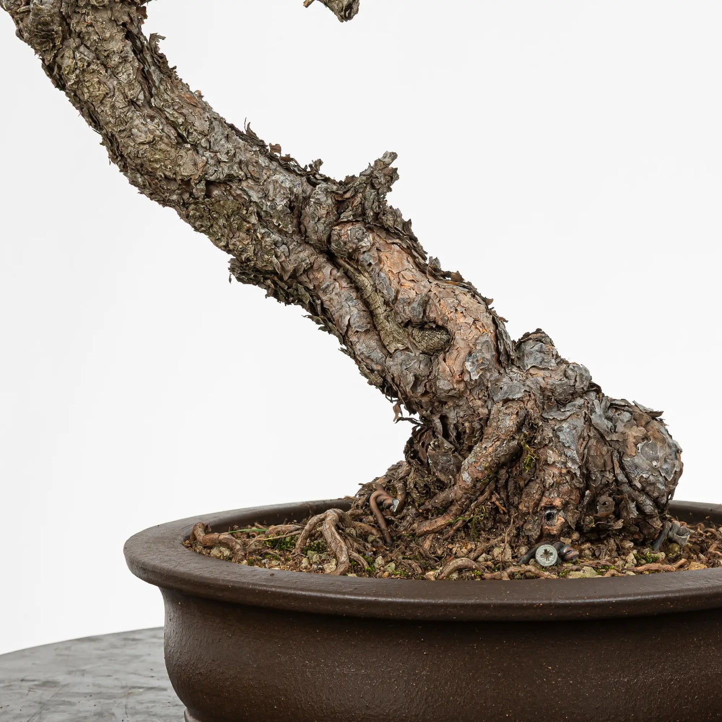Detalle de nebari y tronco de bonsai de pino silvestris