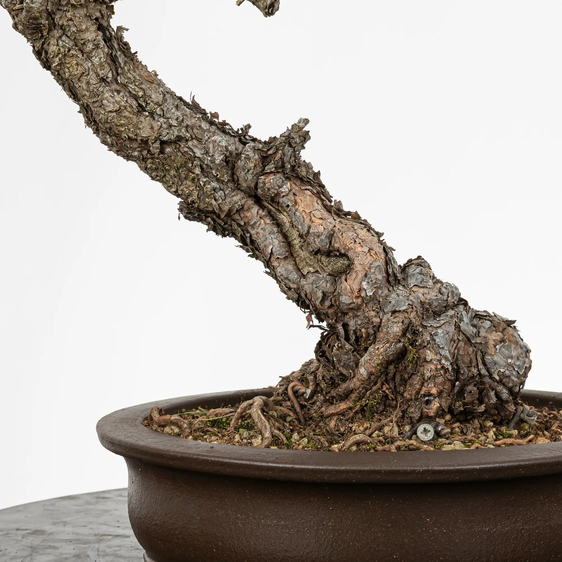 Detalle de nebari y tronco de bonsai de pino silvestris