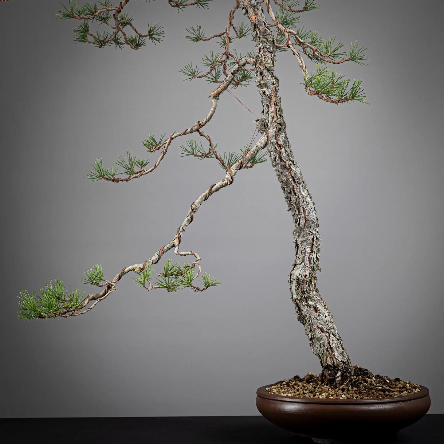 Detalle de rama principal y tronco de bonsai yamadori de pinus sylvestris