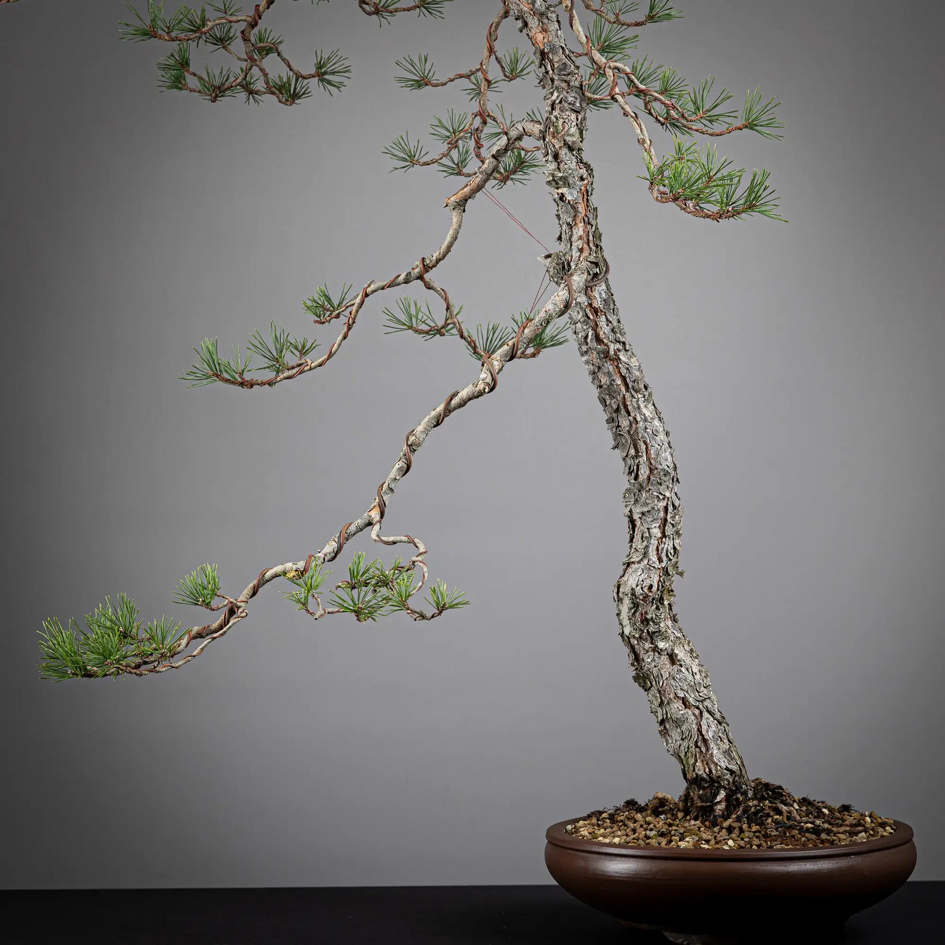 Detalle de rama principal y tronco de bonsai yamadori de pinus sylvestris