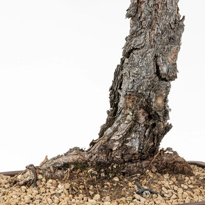 Detalle de base, nebari y tronco de bonsai de pino silvestre donde se observa la corteza