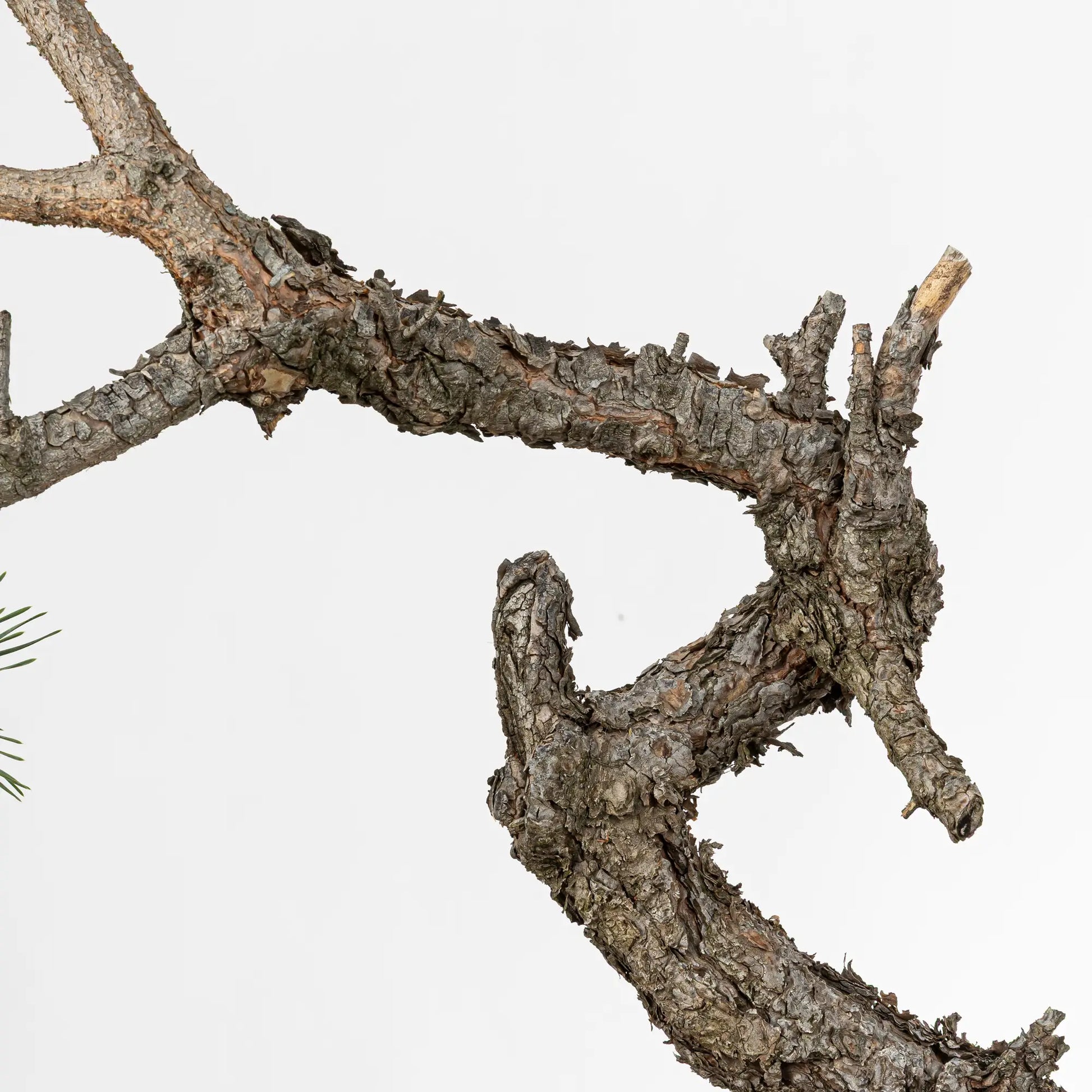 Detalle de tronco y curvas de bonsai de pino silvestris