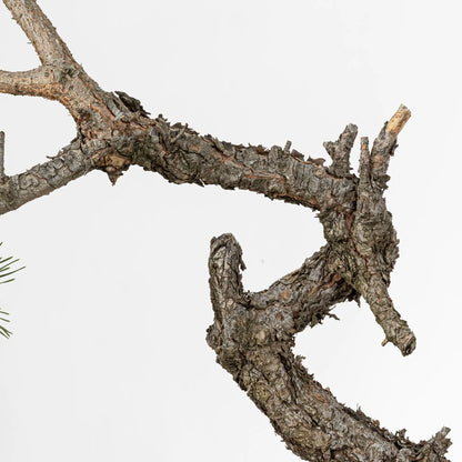Detalle de tronco y curvas de bonsai de pino silvestris