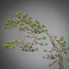 Detalle de apice de bonsai yamadori de pinus sylvestris