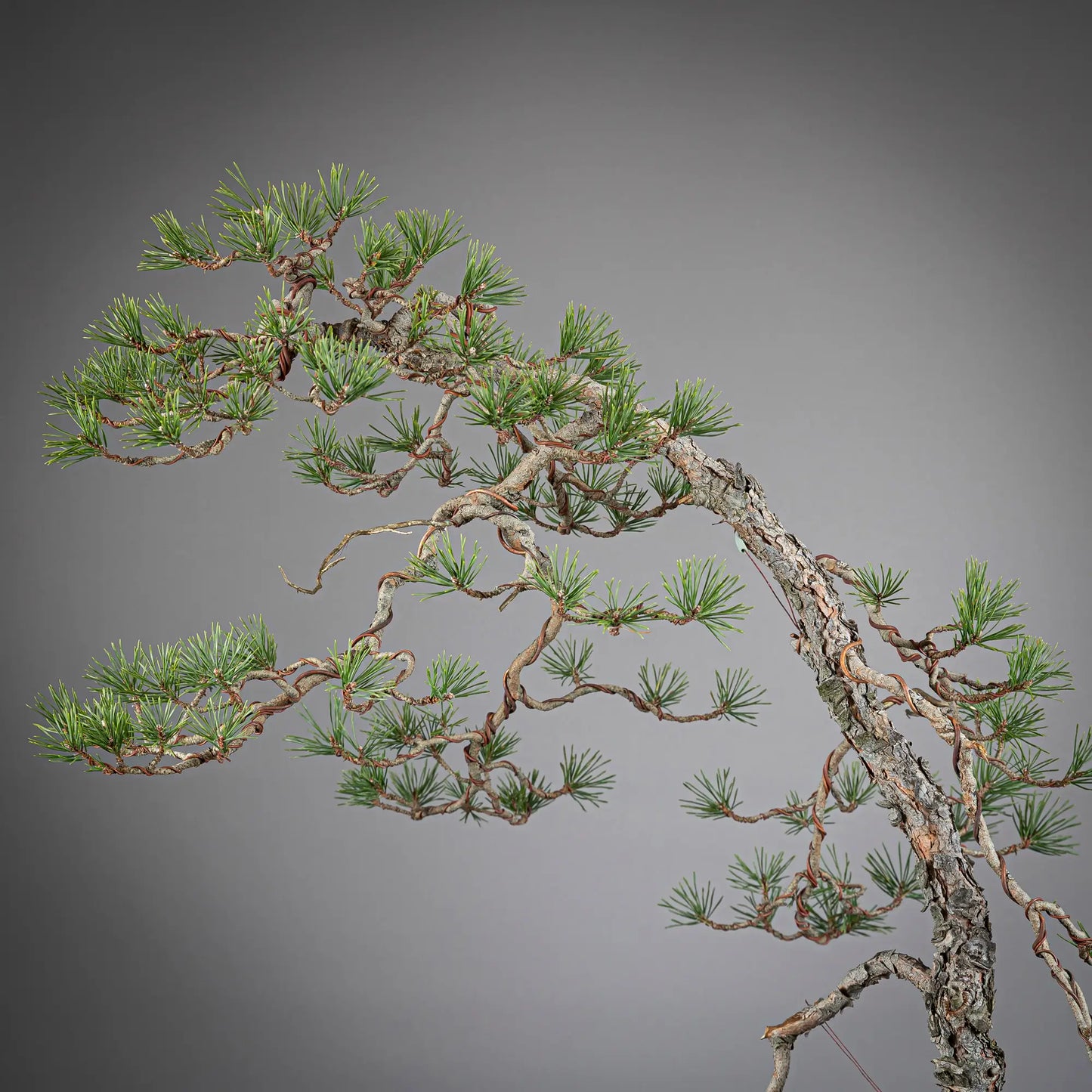 Detalle de apice de bonsai yamadori de pinus sylvestris
