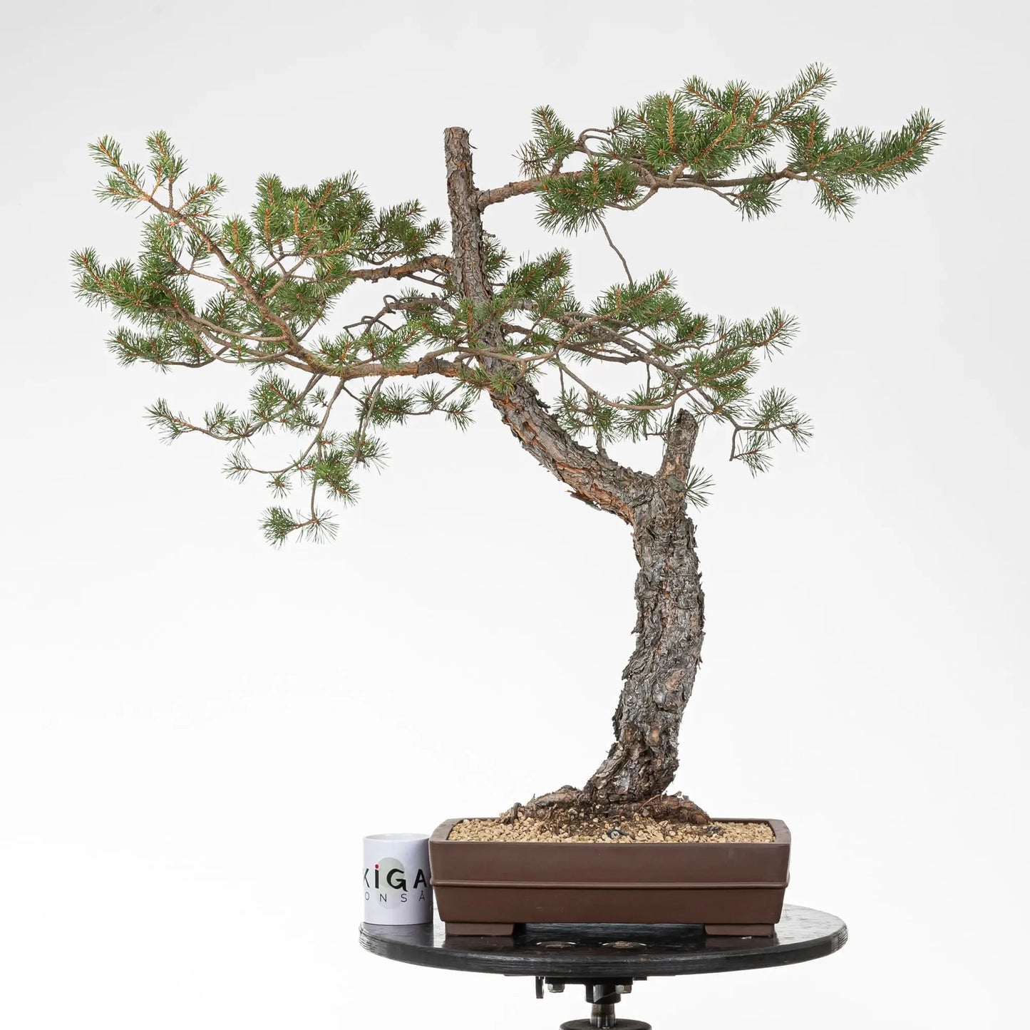 Comparativa de tamaño de bonsai de pino silvestre con una taza de café de la tienda ikigai bonsái.