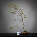 Comparativa de tamaño de un bonsai yamadori de pinus sylvestris con una taza de la tienda ikigai bonsai.