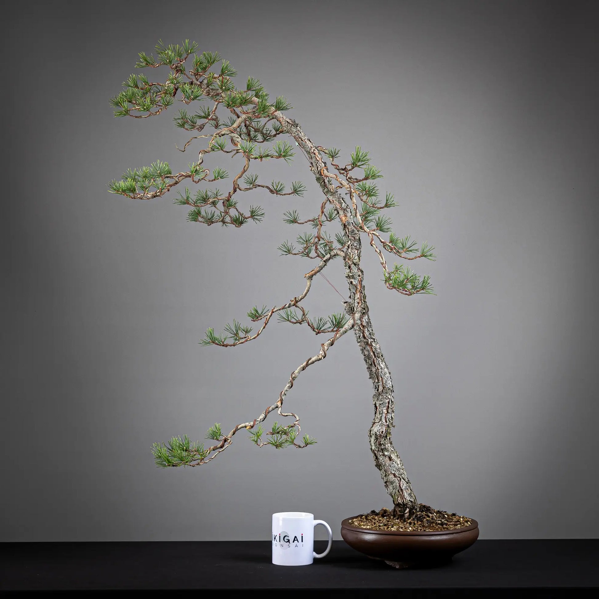 Comparativa de tamaño de un bonsai yamadori de pinus sylvestris con una taza de la tienda ikigai bonsai.