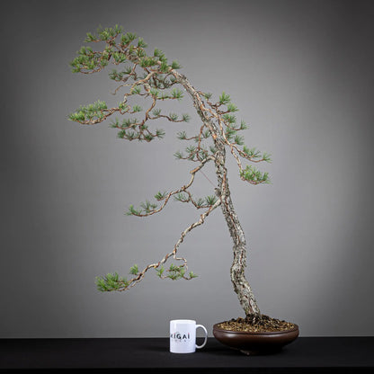 Comparativa de tamaño de un bonsai yamadori de pinus sylvestris con una taza de la tienda ikigai bonsai.