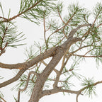Detalle de futura curva de bonsai de pino silvestris