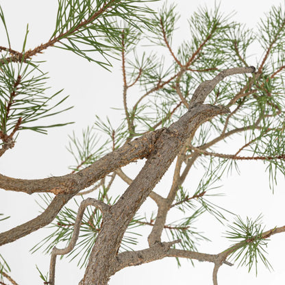 Detalle de futura curva de bonsai de pino silvestris