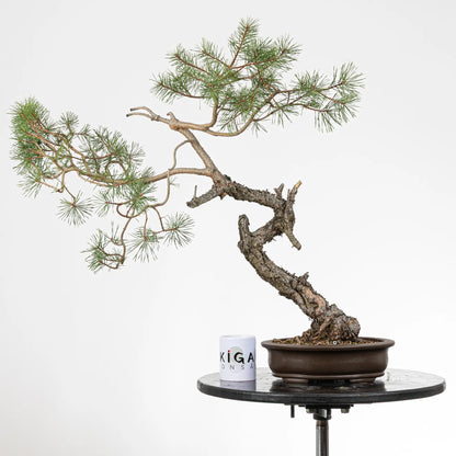 Comparativa de tamaño de bonsai yamadori de pino silvestris con una taza de café de la tienda de ikigai bonsai.
