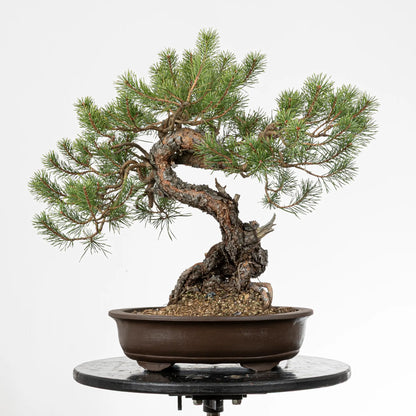 Bonsai yamadori de pinus silvestris de estilo moyogi y tamaño chuhin