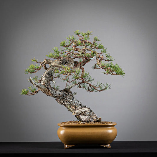 Frente de bonsai yamadori de pinus sylvestris en estilo moyogi y tamaño chuhin