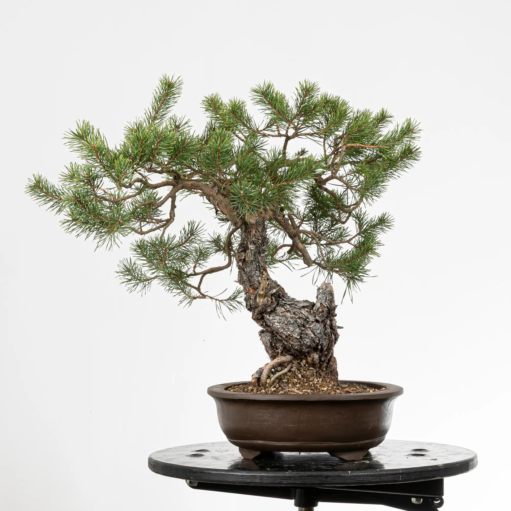 Cara derechad e bonsai yamadori de pino silvestris