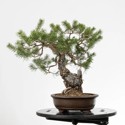 Cara derechad e bonsai yamadori de pino silvestris