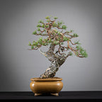 Cara derecha de bonsai de pinus sylvestris