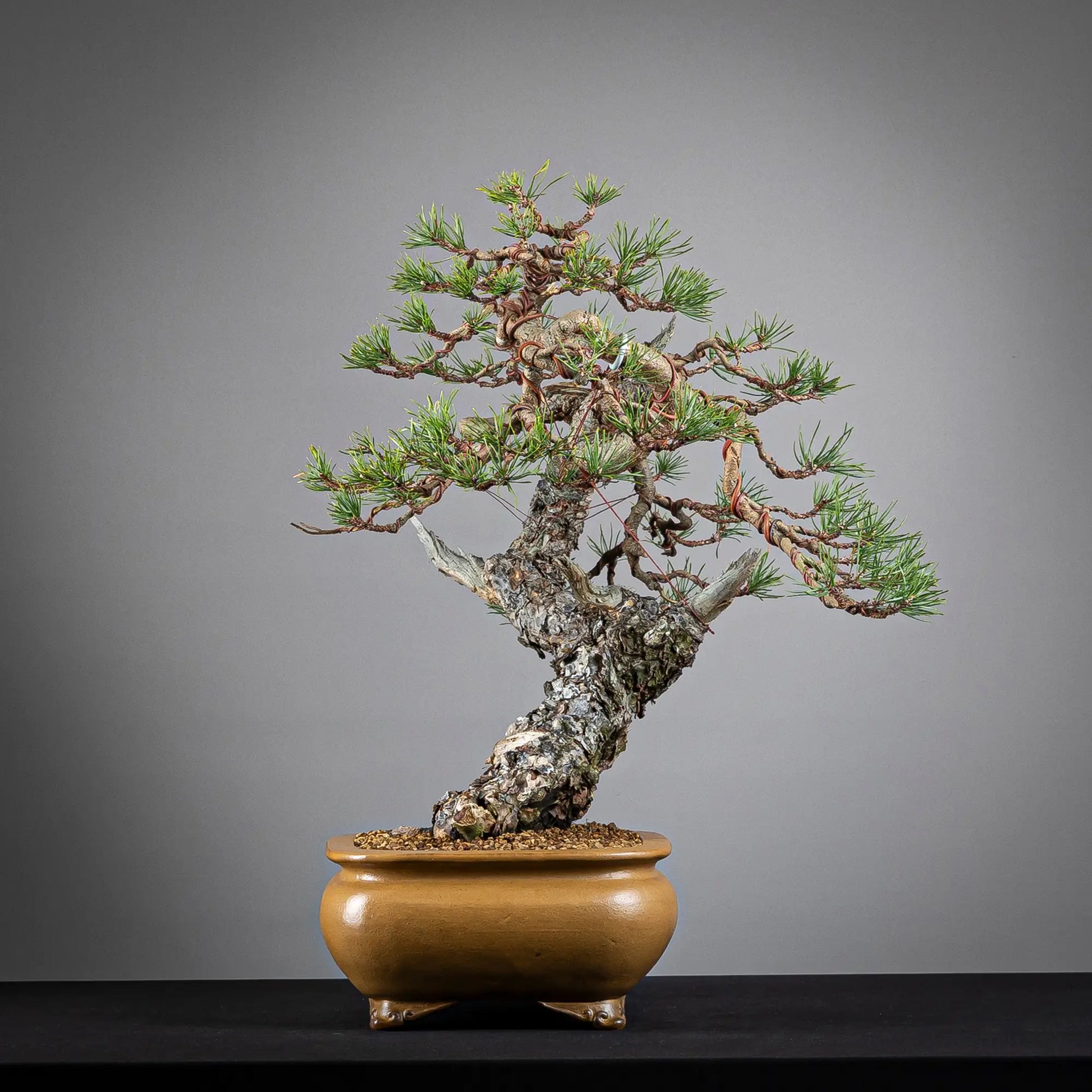 Cara derecha de bonsai de pinus sylvestris