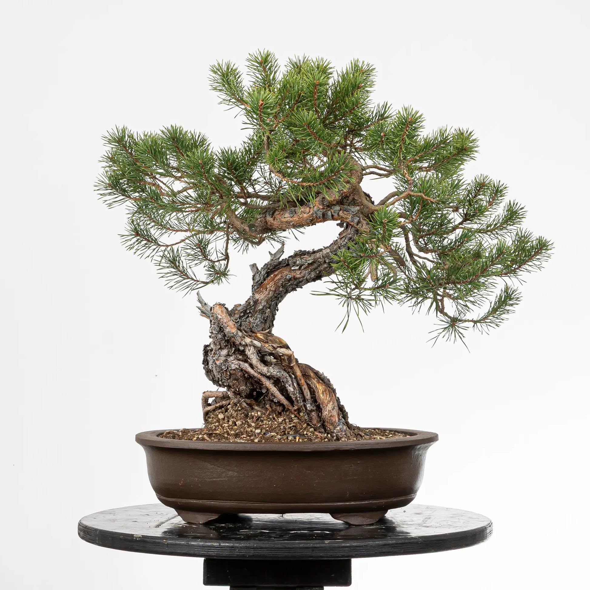 Cara trasera de bonsai yamadori de pino silvestris