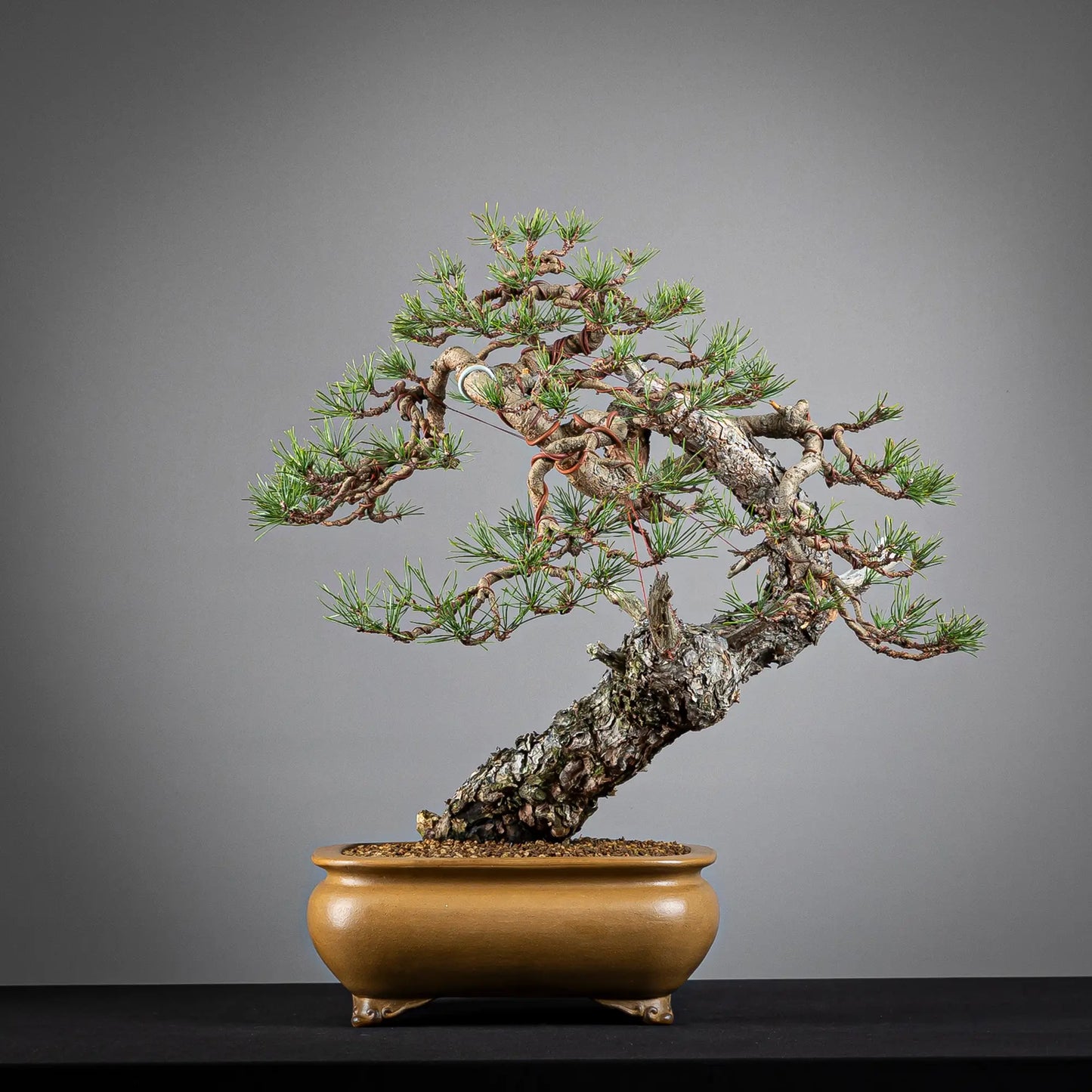 Cara trasera de bonsai de pinus sylvestris