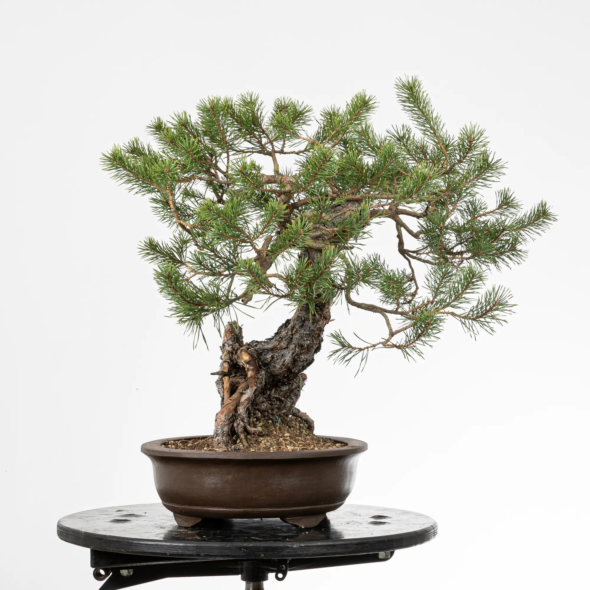 Cara izquierda de bonsai yamadori de pinus silvestris