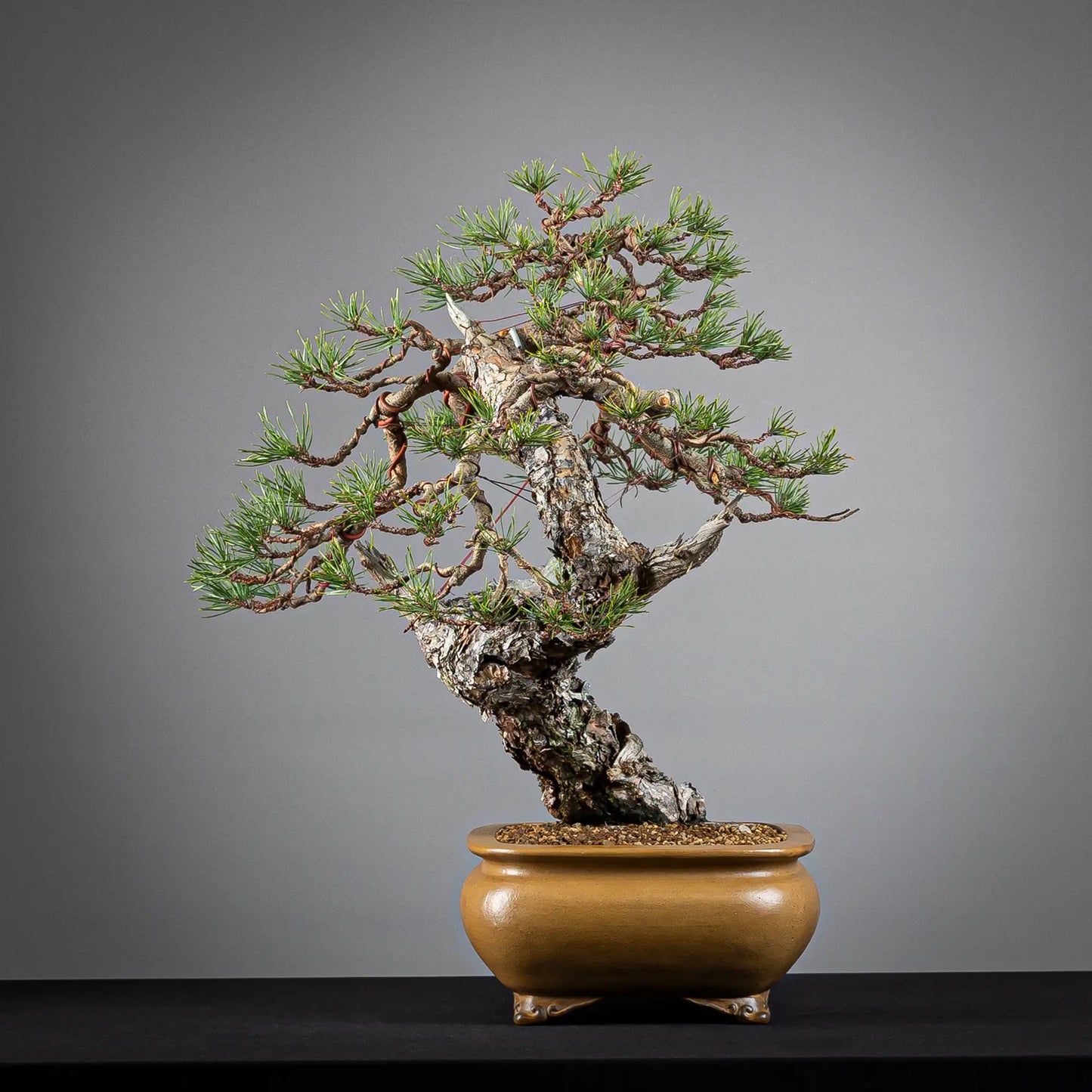 Cara izquierda de bonsai de pinus sylvestris