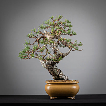 Cara izquierda de bonsai de pinus sylvestris