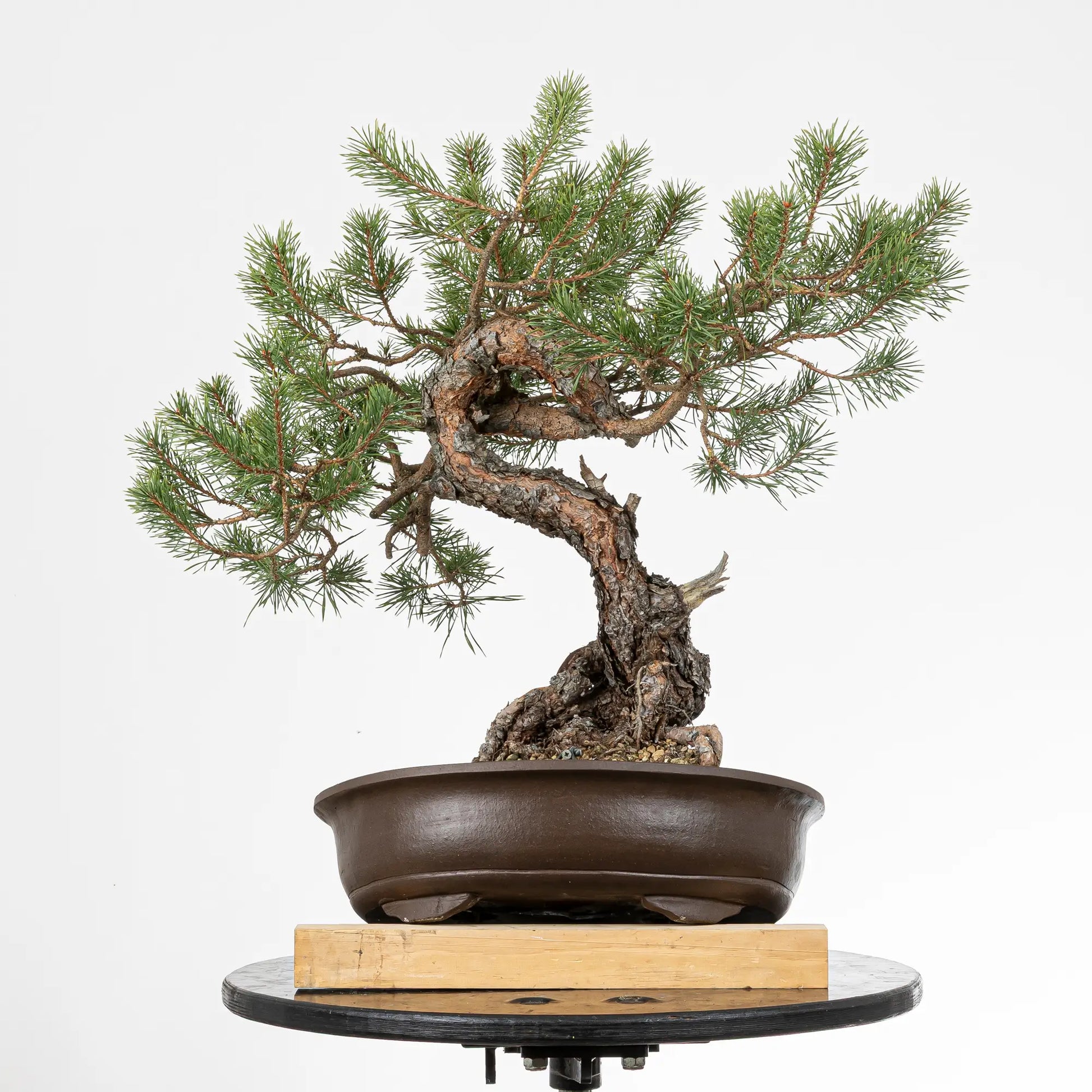 Posible frende de bonsai de pino