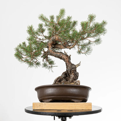 Posible frende de bonsai de pino